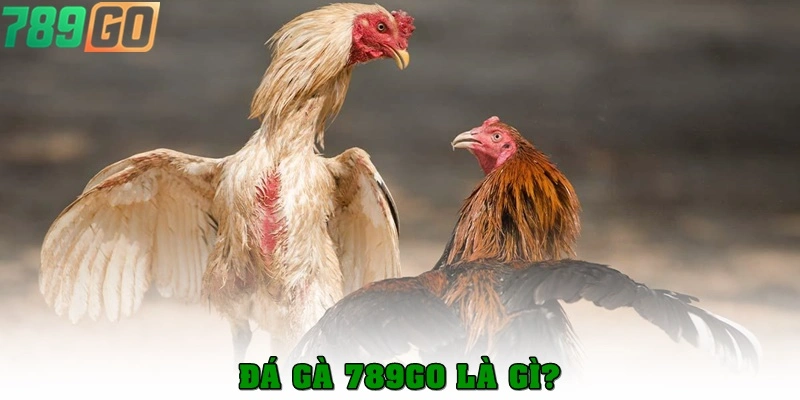 Đá Gà 789Go là gì?