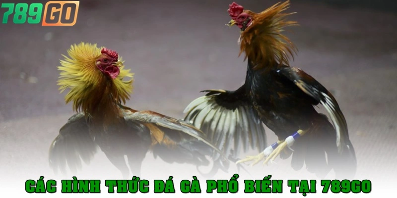 Điểm mặt các hình thức đá gà phổ biến tại 789Go