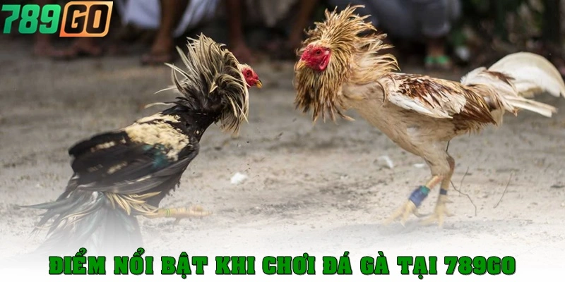 Điểm nổi bật khi chơi đá gà tại 789Go